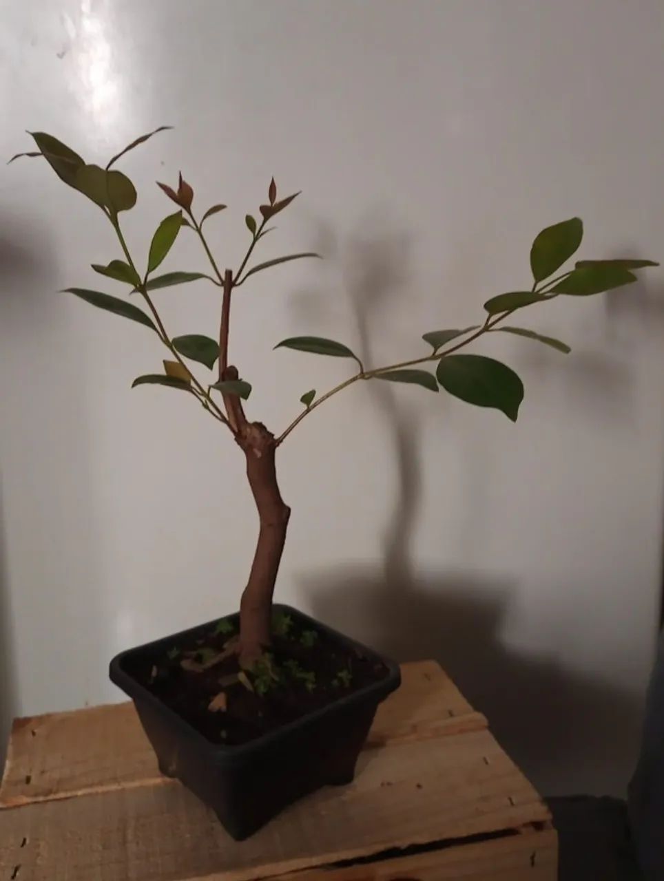 Bonsai de Araçá roxo plantado em vaso plástico.
