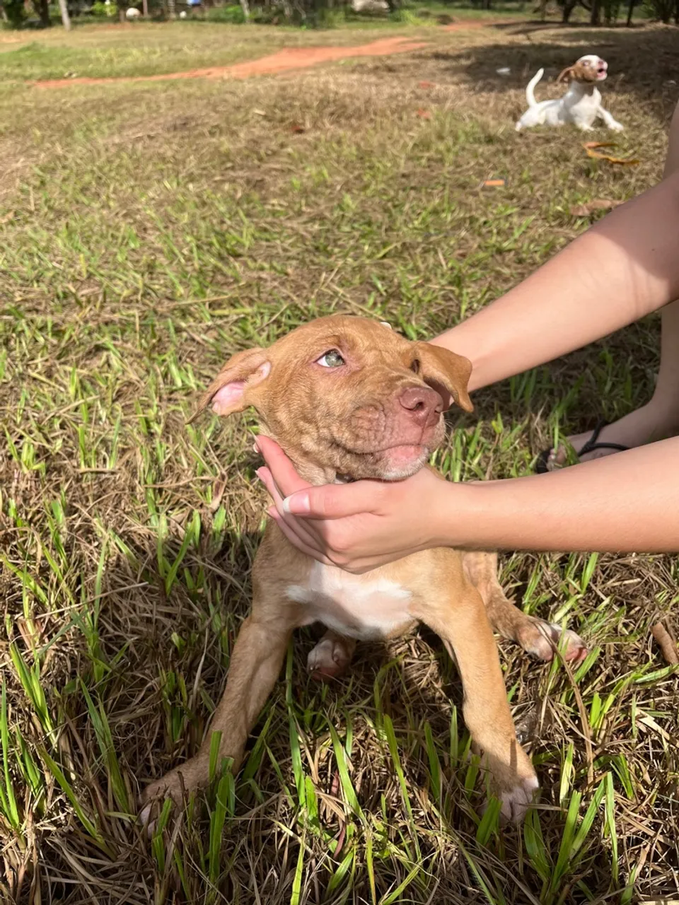 Filhotes de pit bul 