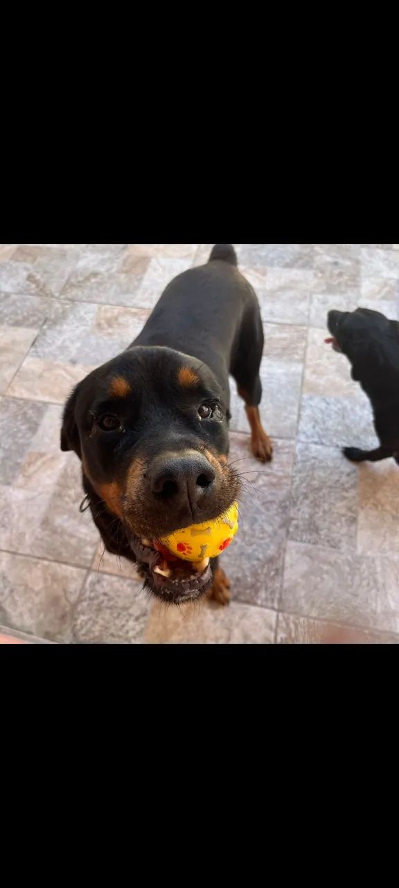 Cachorro Rottweiler adoção 