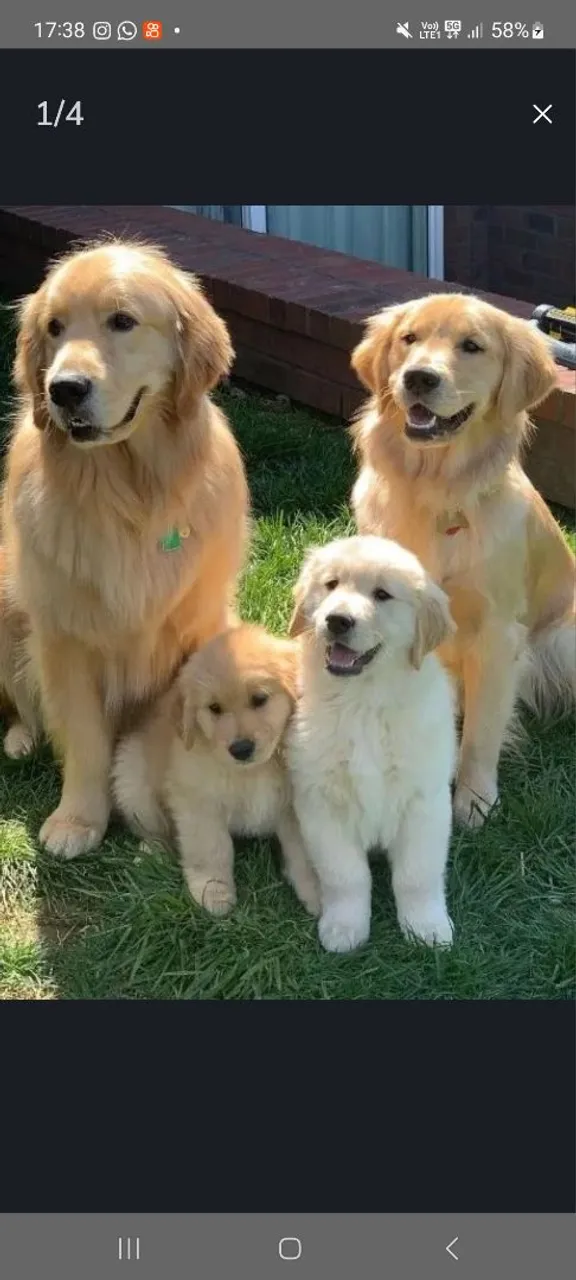 Oprtunidade unica Lindo filhote de Golden Retriever