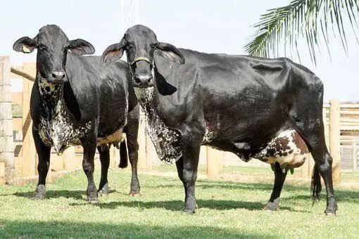 Novilhas e Vaca girolando 1/2 sangue e 3/4  - Foto 3