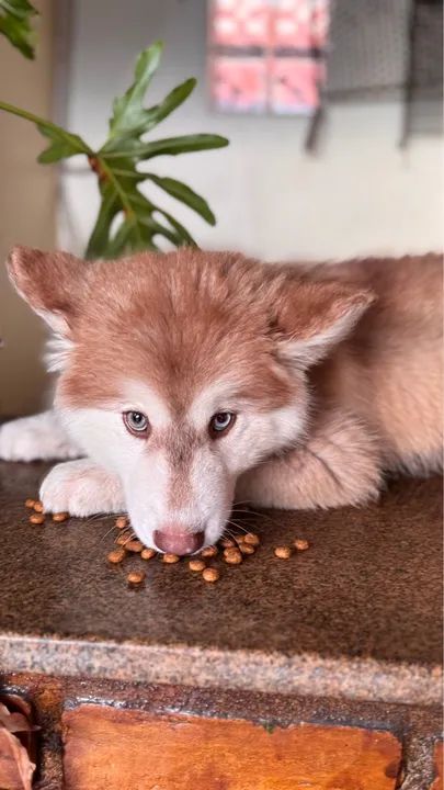 Husky Siberiano Wooly