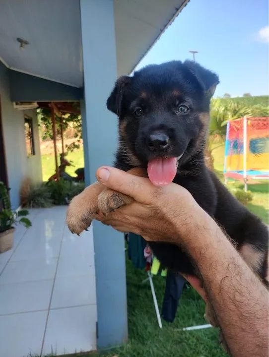 Pastor Alemão macho e fêmea  - Foto 2