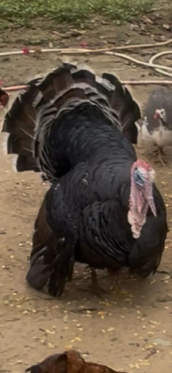 Peru Caipira - Foto 3