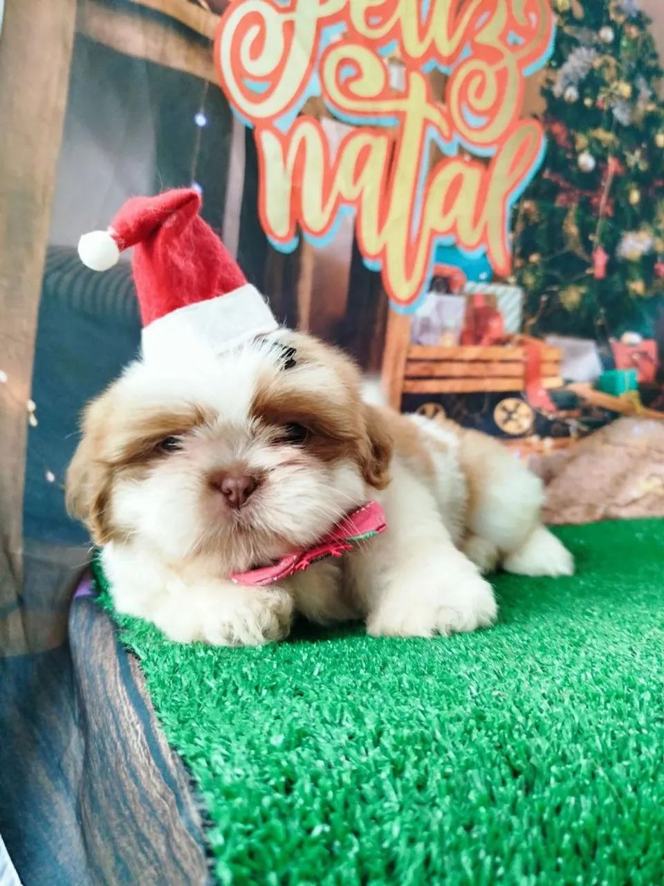 Canil Tanterres 64650878953475120