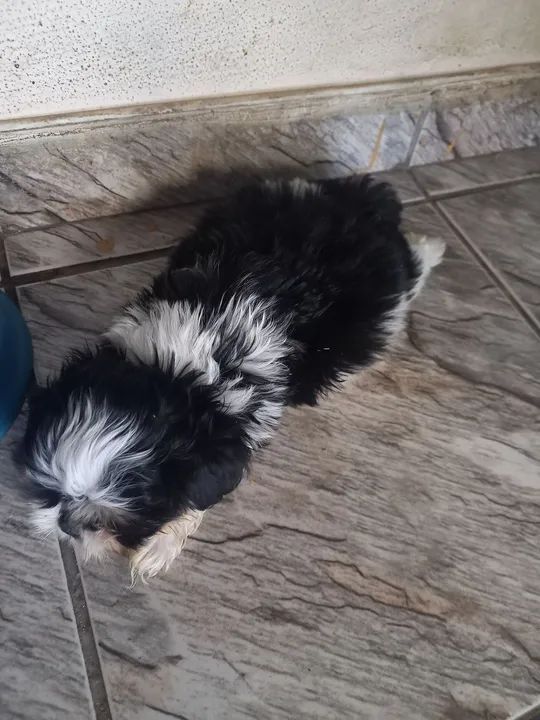 Shih Tzu filhote macho - Foto 2