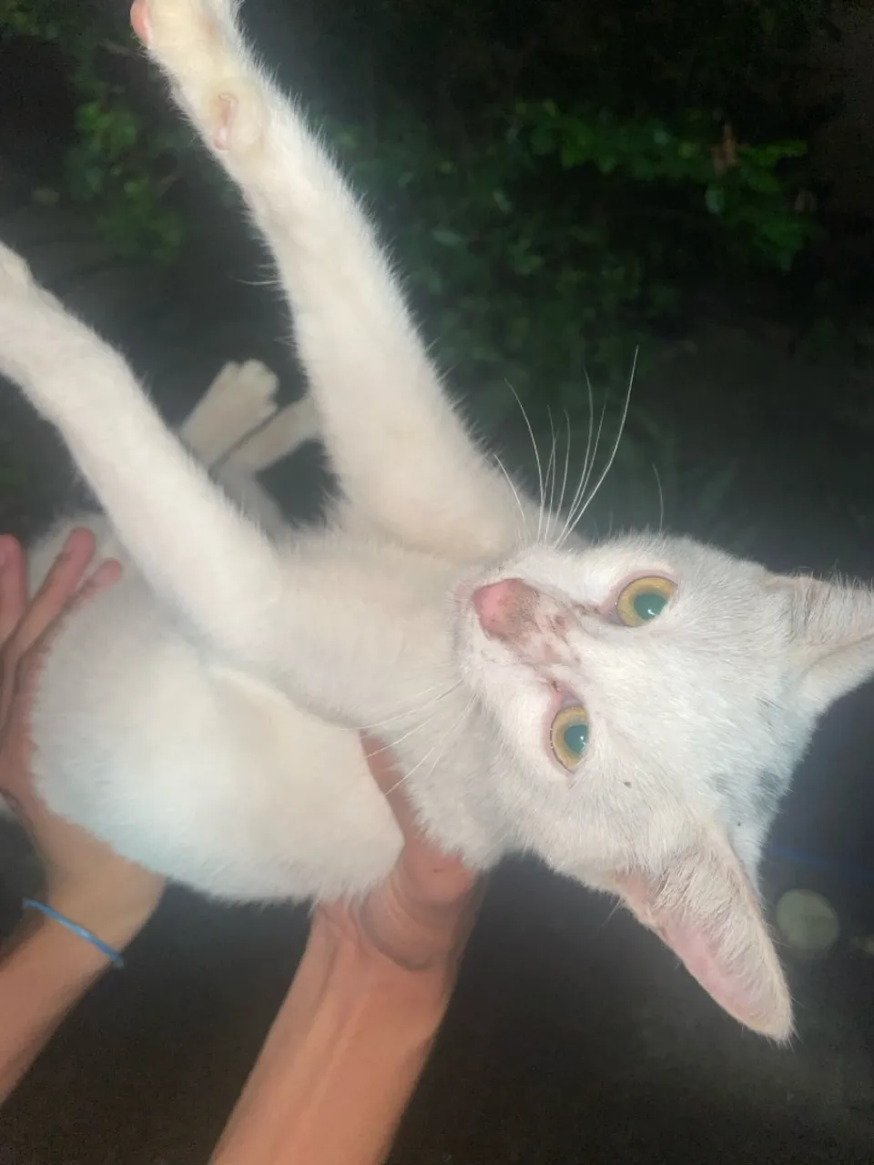 Gatinha branca 