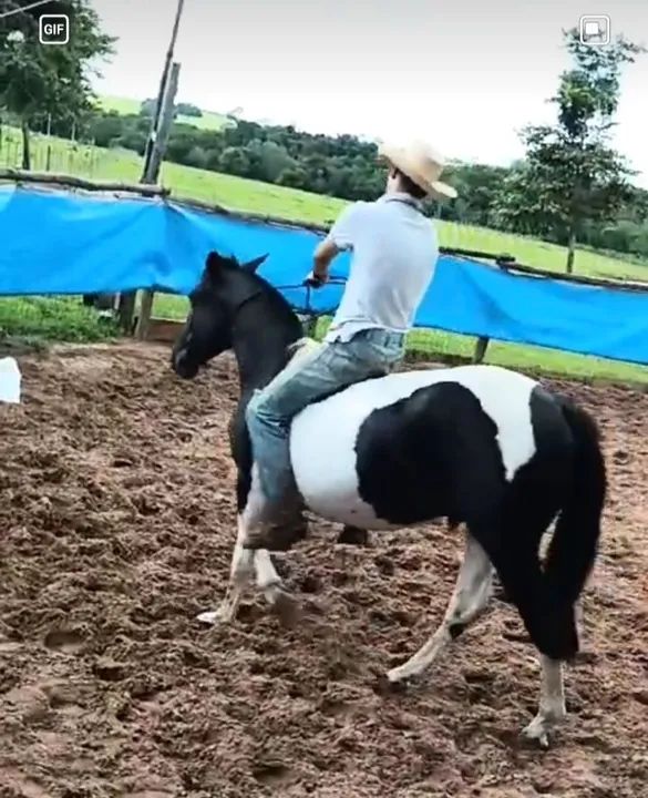 Cavalo crioulo