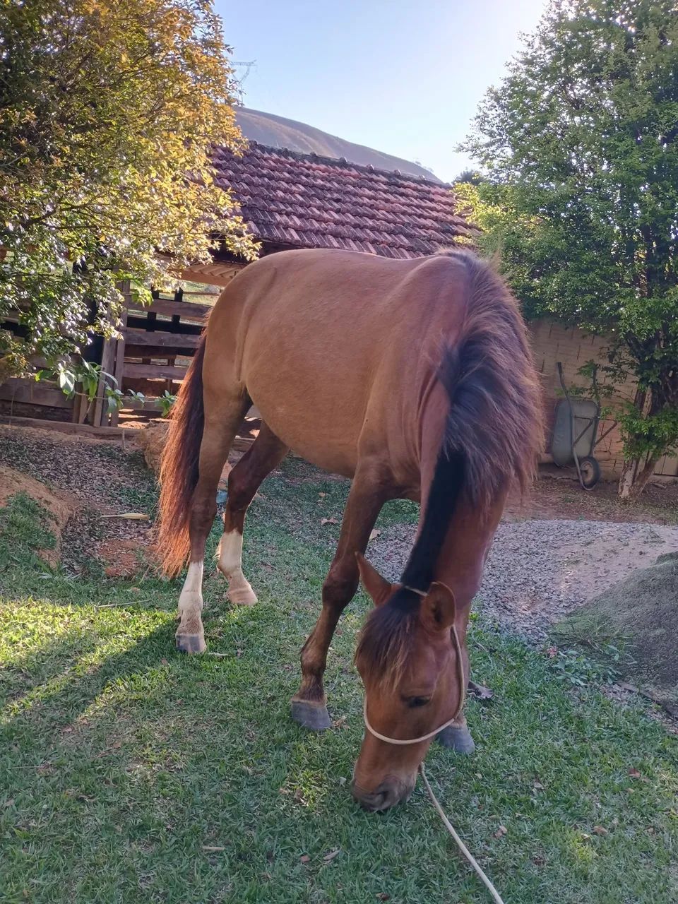 Cavalo de 7 anos  - Foto 2