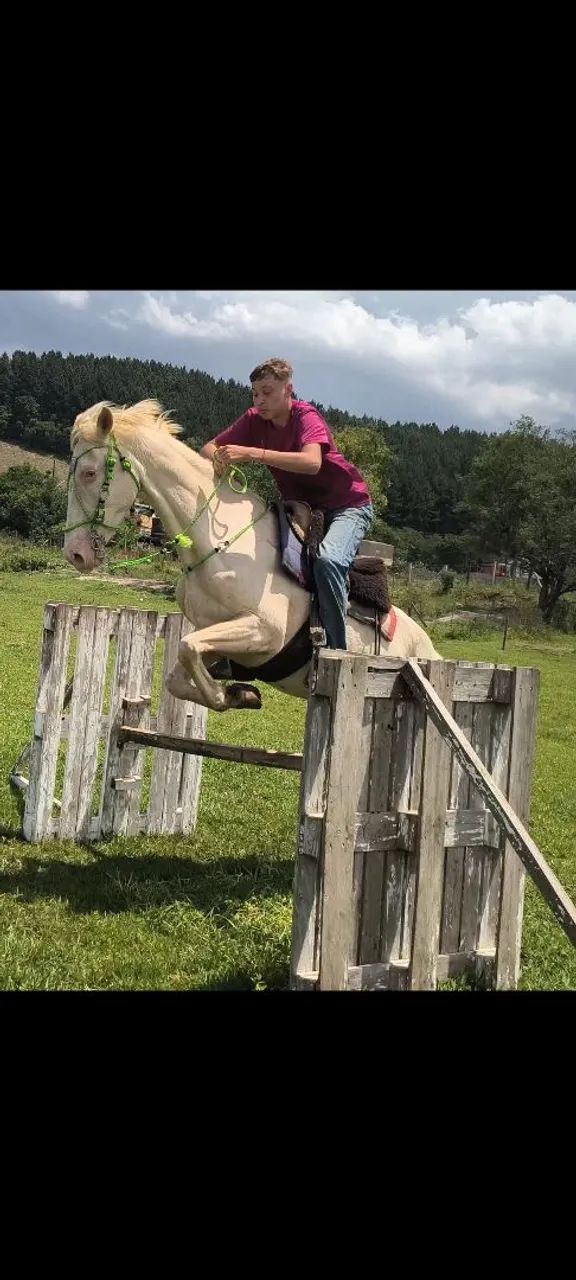 Égua cremela muito bem domada e com potencial para hipismo - Foto 2