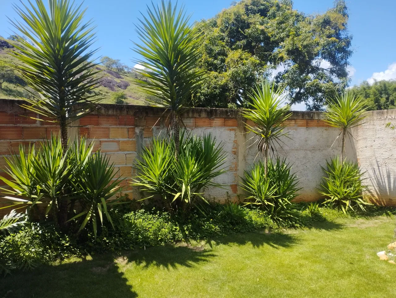 Doa-se cinco Yuccas Aloifolias