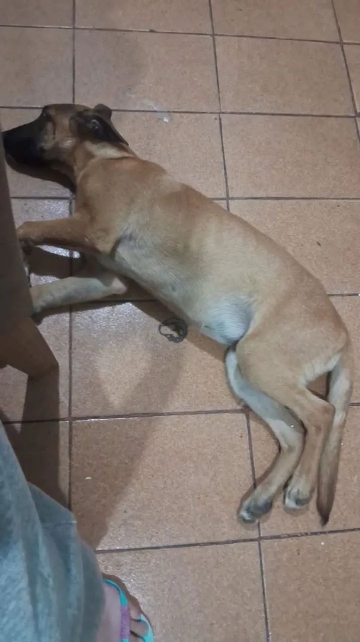 Doação Pitbull com pastor malinois  - Foto 2