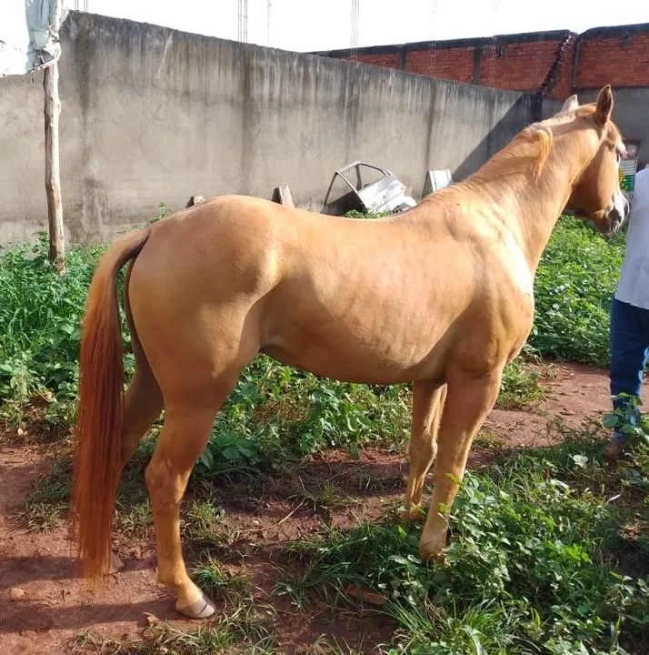 Vende-se Cavalo - Foto 4