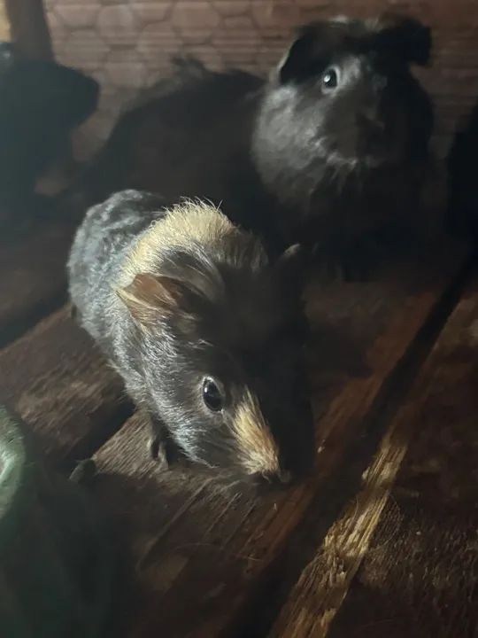 Porquinhos Da Índia Macho