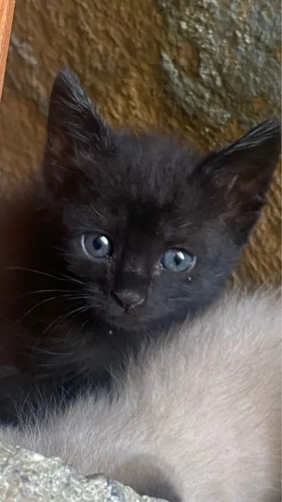 Gatinho  para adoção