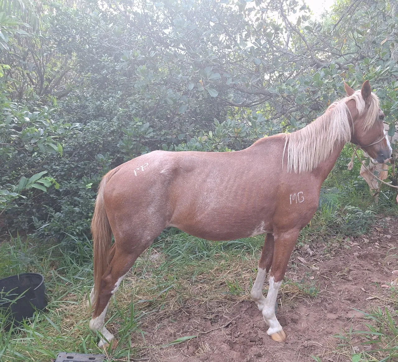 Vendo egua