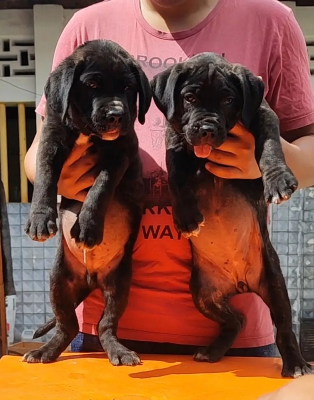 Filhotes de Cane Corso com Pedigree