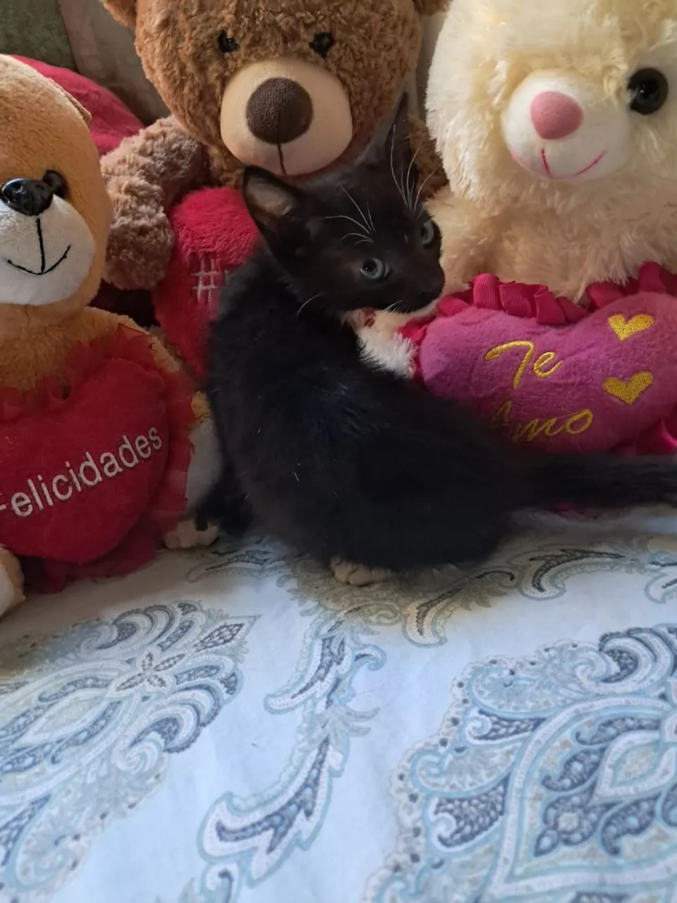 Frajolinha linda