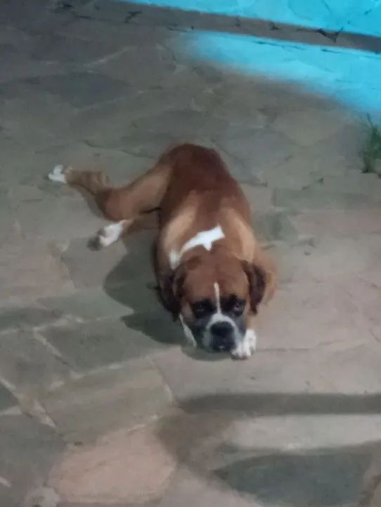 Filhote de Boxer  - Foto 2