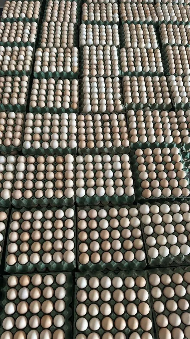 Distribuidora de Ovos 64293078768002122