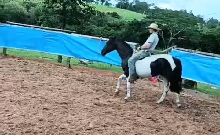 Cavalo crioulo - Foto 3