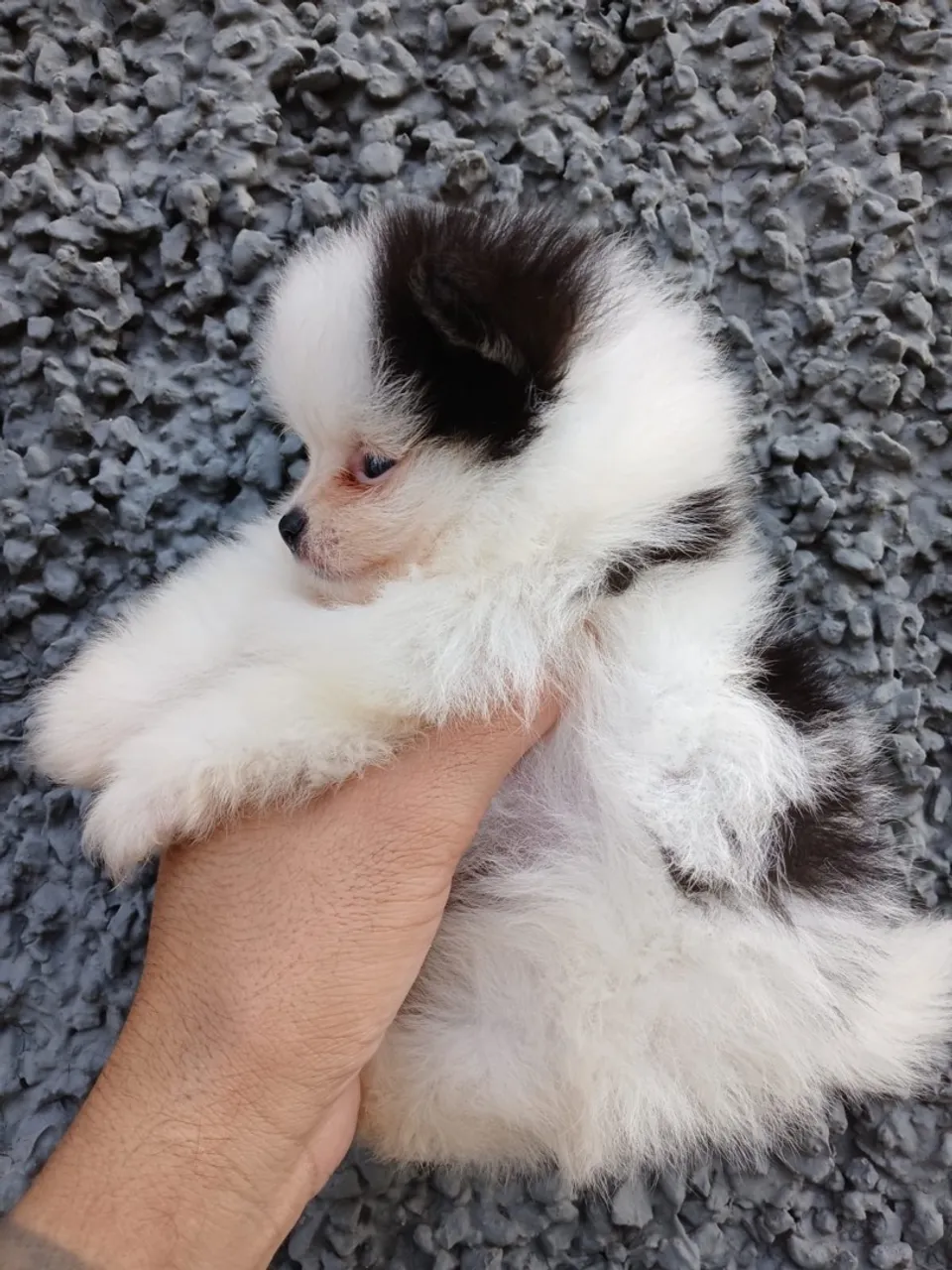 Spitz anao criado por médica veterinária
