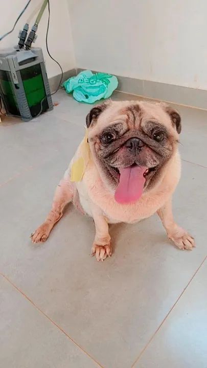 Banho e tosa em domicílio em Santarém  - Foto 2