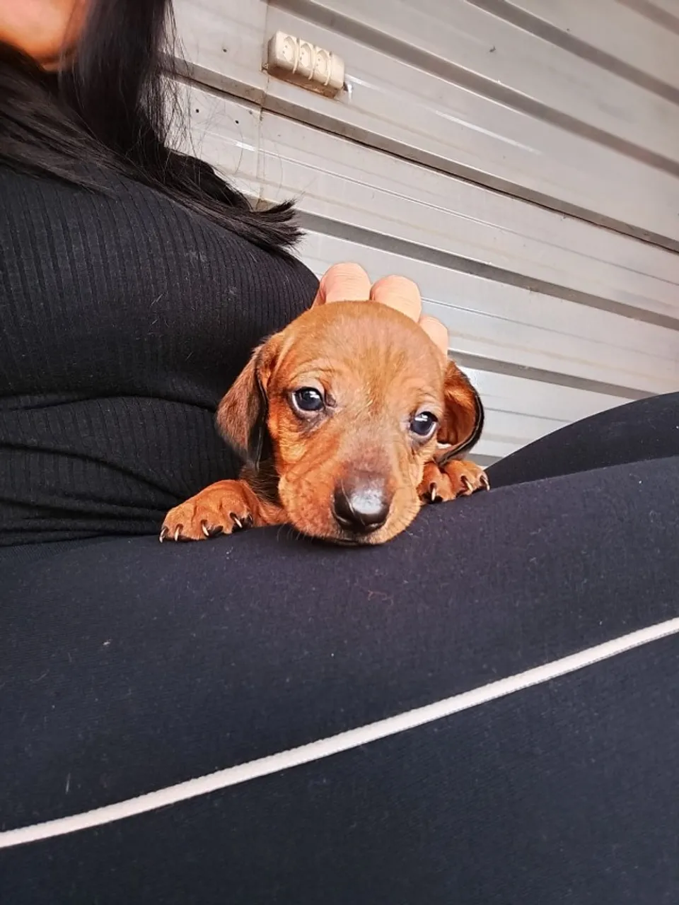 Dachshund 100%PURO à Venda - Saúde, Personalidade e Qualidade