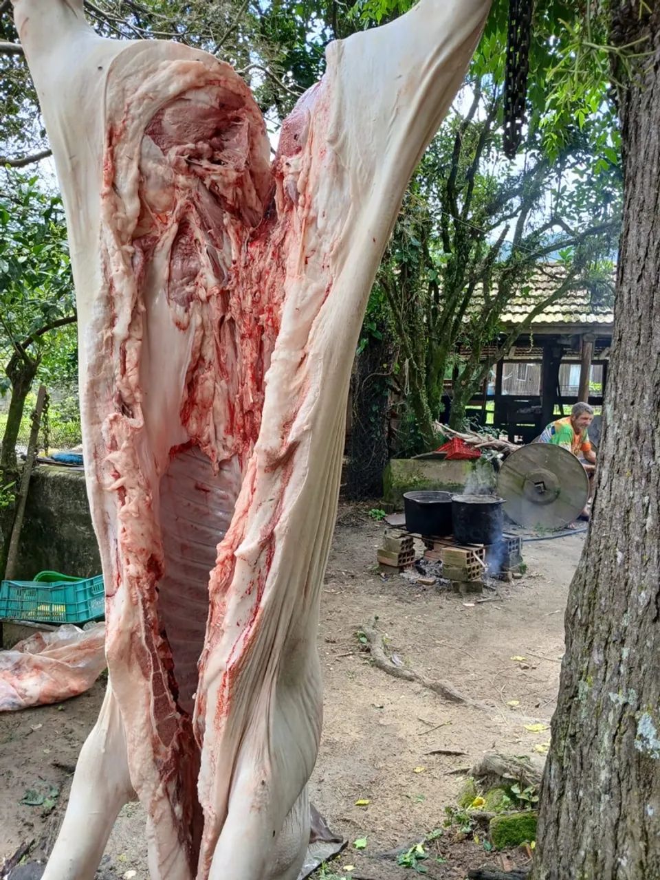 Carne de porco fresca para venda R$10kg