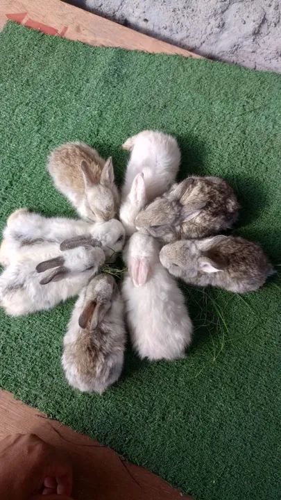 Criatorio de coelhos!! - Foto 3