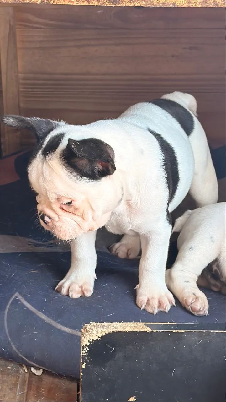 Filhote Bulldog Francês  - Foto 2