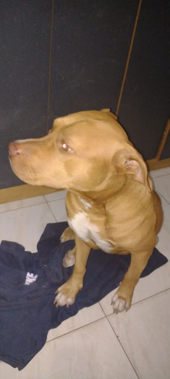 Pitbull Macho - Foto 2