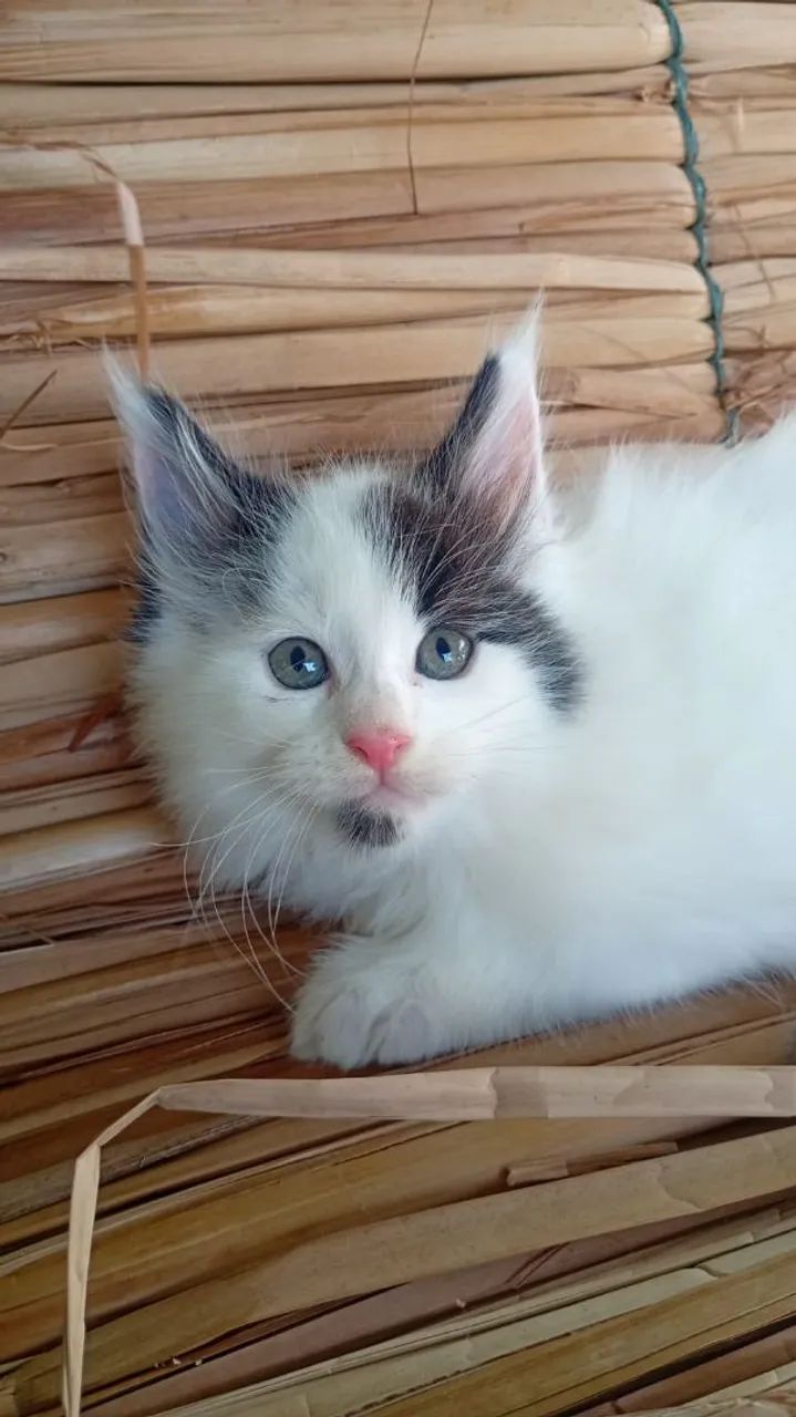 Gato Maine coon  - Foto 5