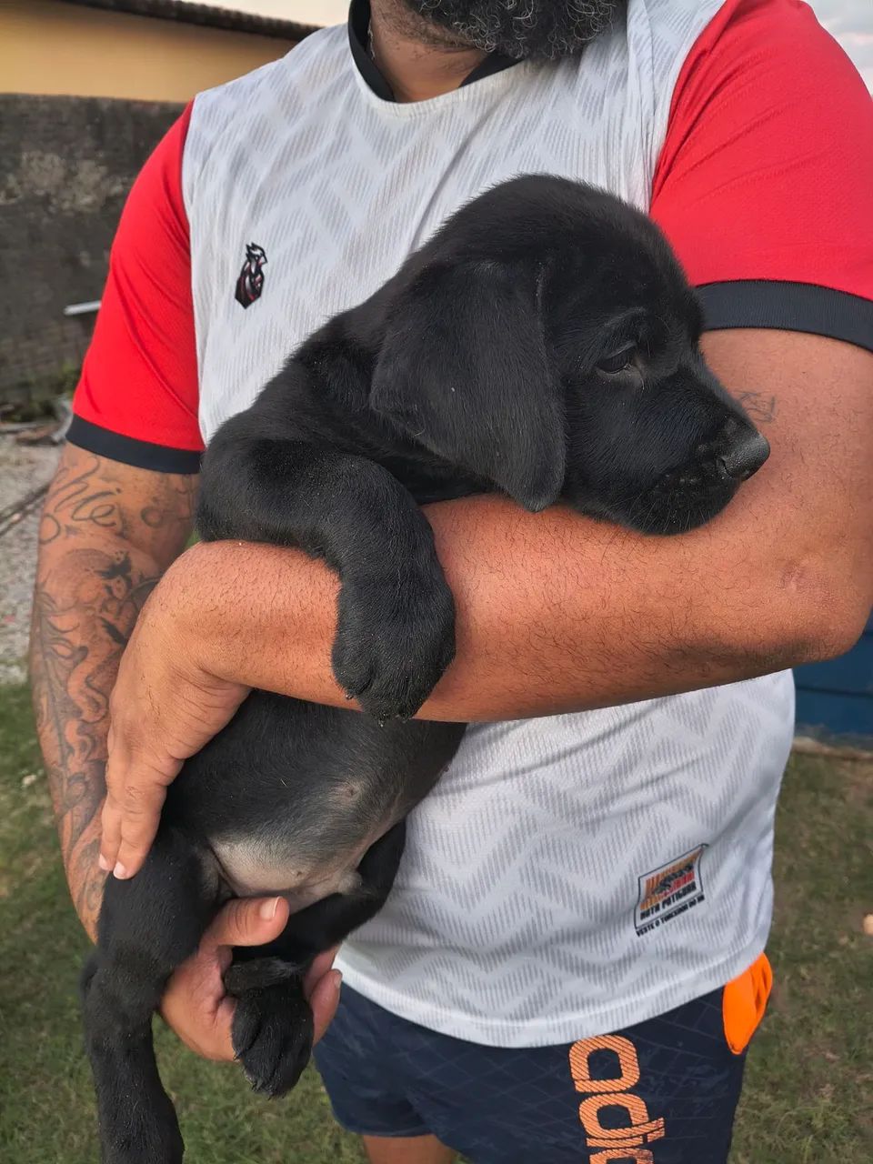 Labrador - Foto 4