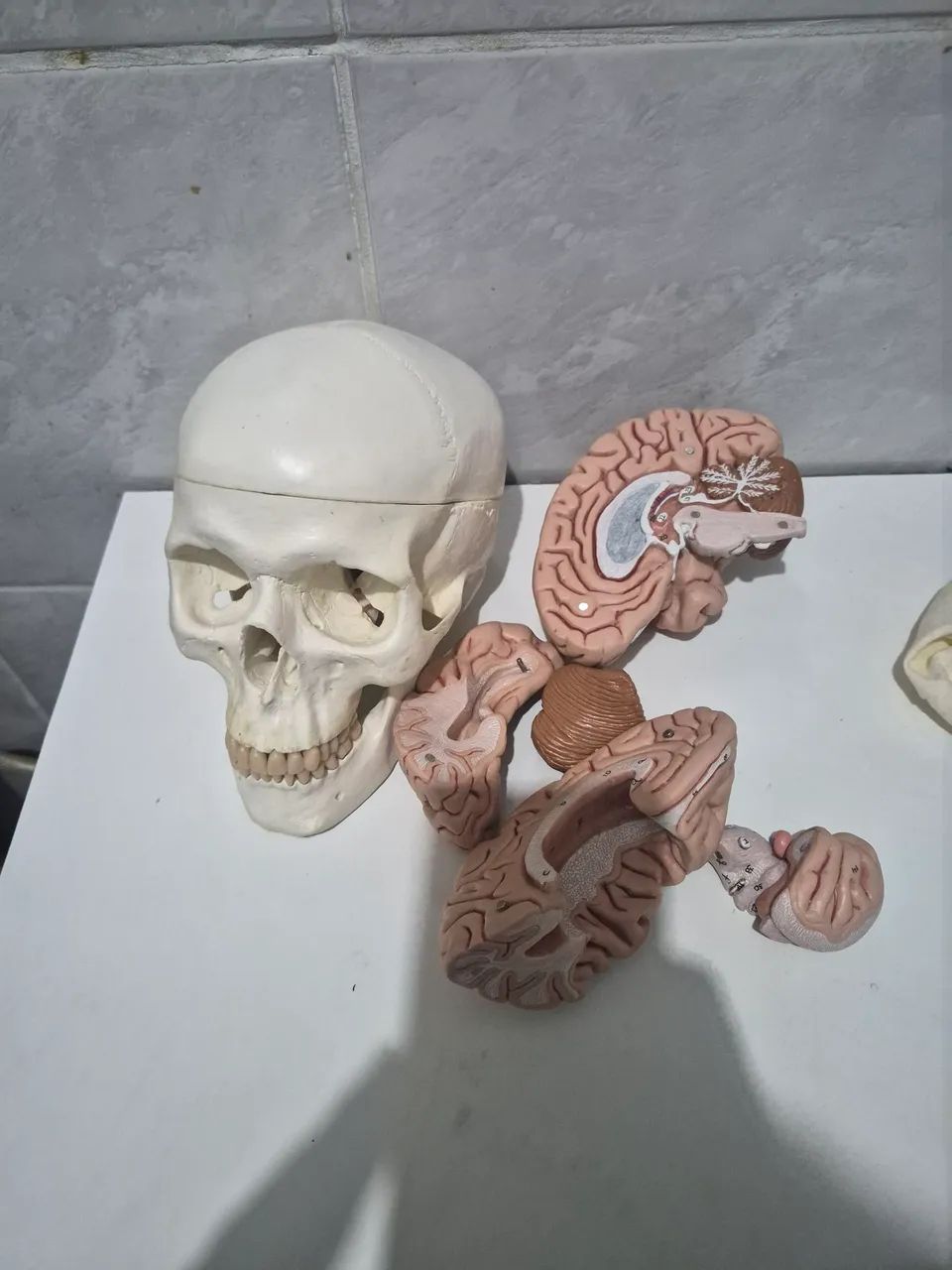 modelo anatômico em tamanho real de crânio humano com encéfalo - Foto 2
