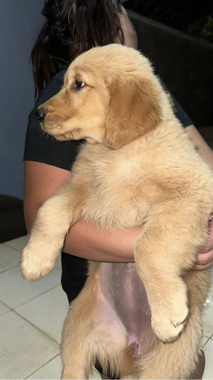 Golden retriever  - Foto 3