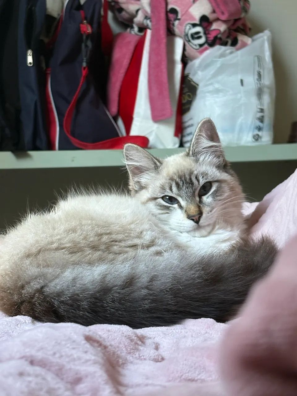 Doa-se gatinho macho  - Foto 2