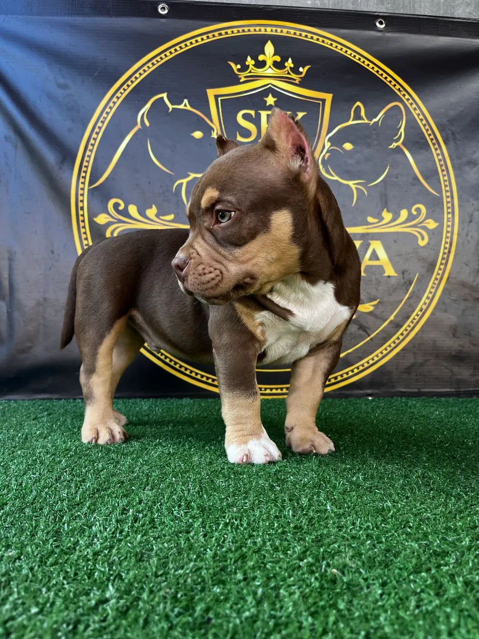 American Bully micro TriChoco - Foto 2