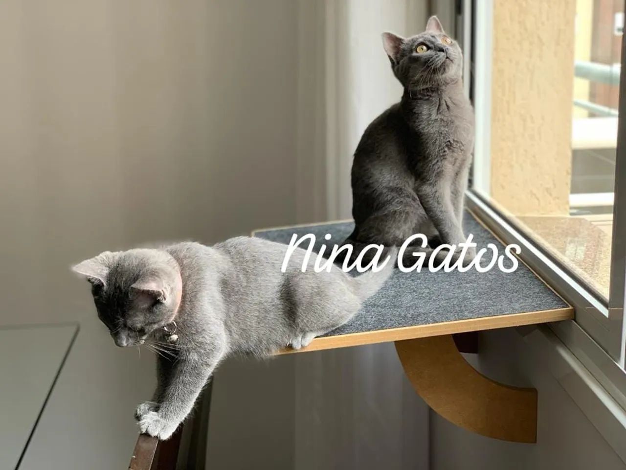 Chartreux filhotes  - Foto 3
