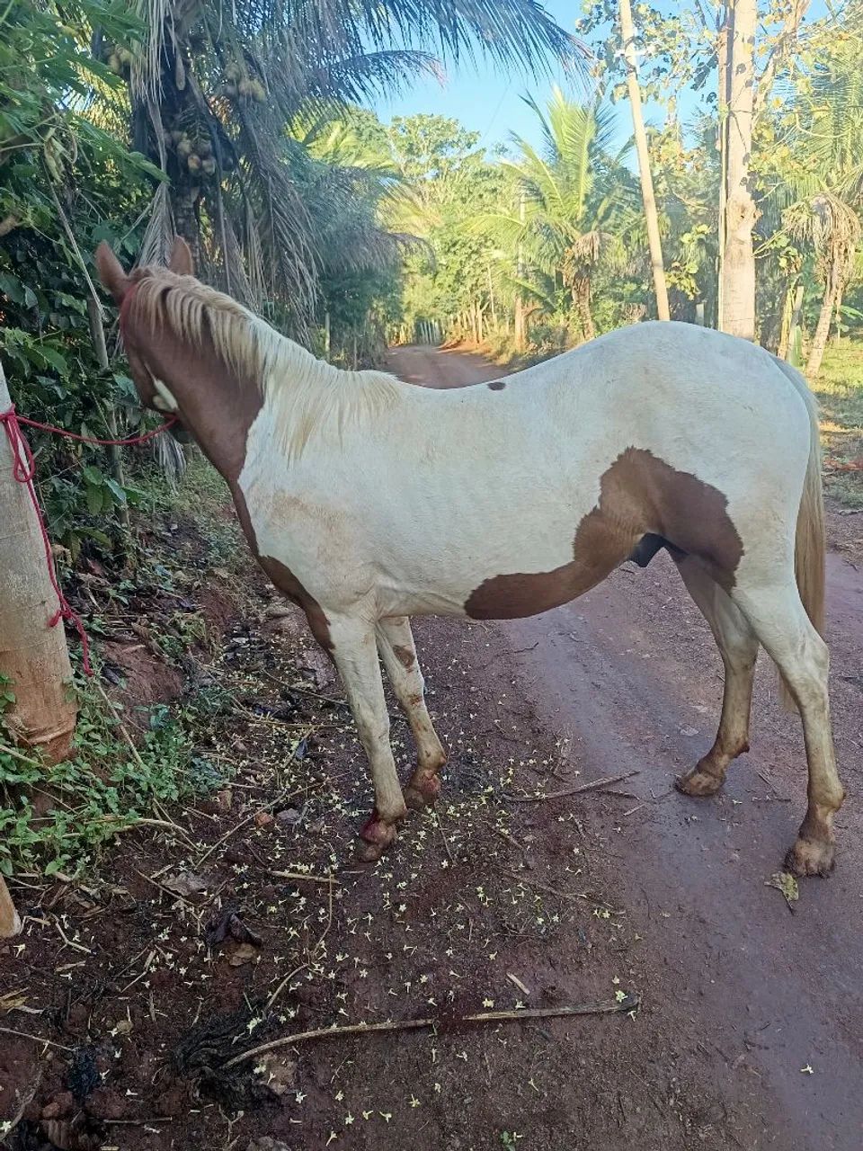 Cavalo - Foto 2
