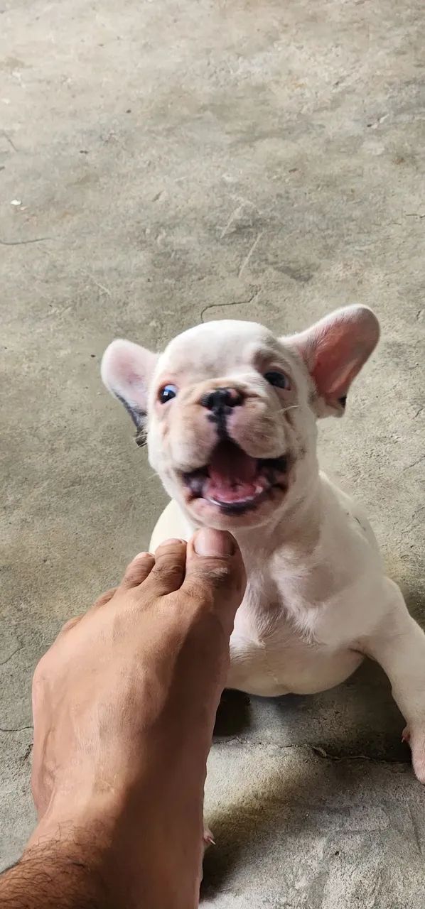 Buldogue francês  - Foto 5