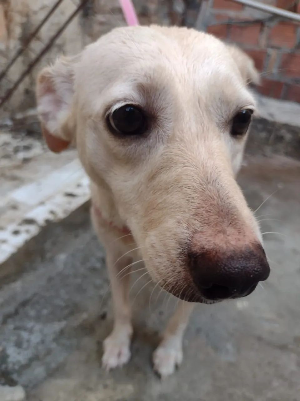 Adoção de cachorro - Foto 2