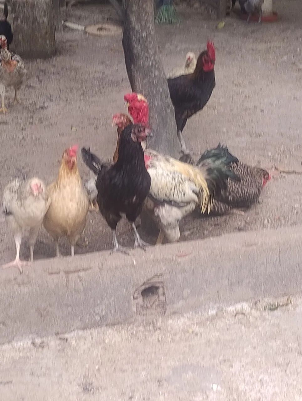 GALINHA E GALO CAIPIRA  - Foto 2