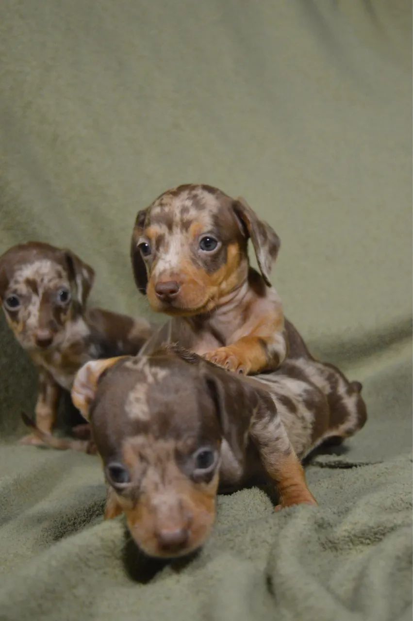 Dachshund filhote  - Foto 4