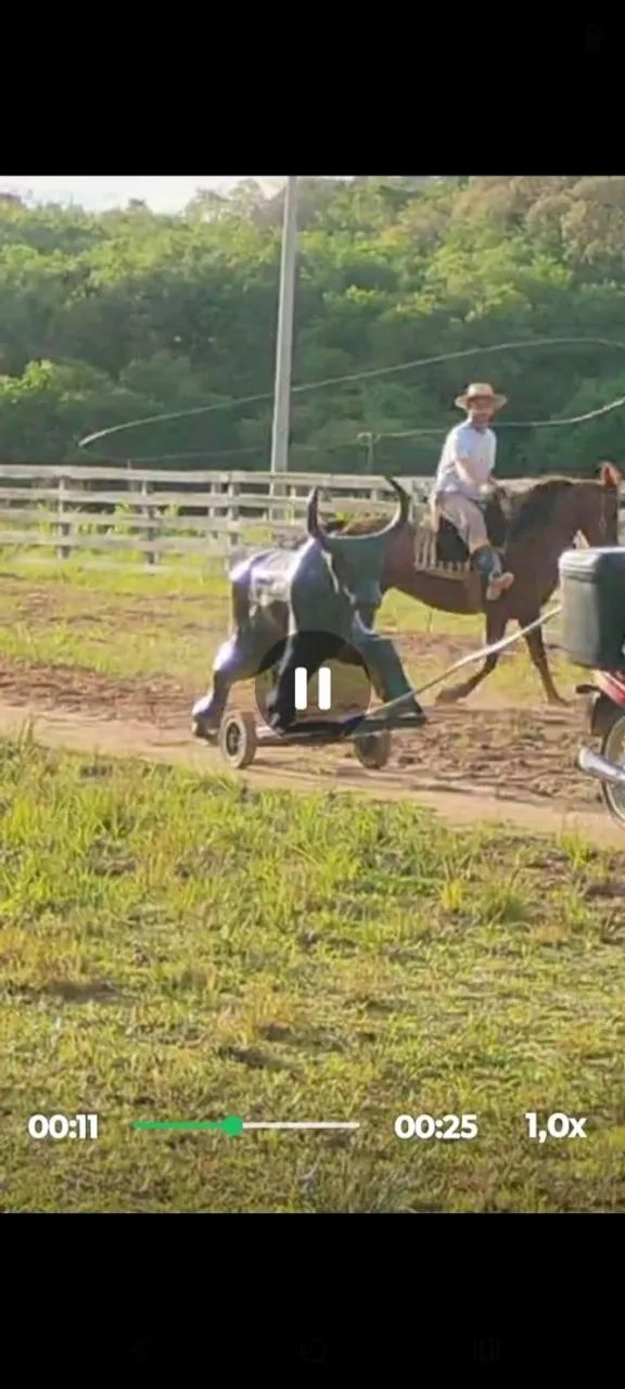 Égua meio sangue QM