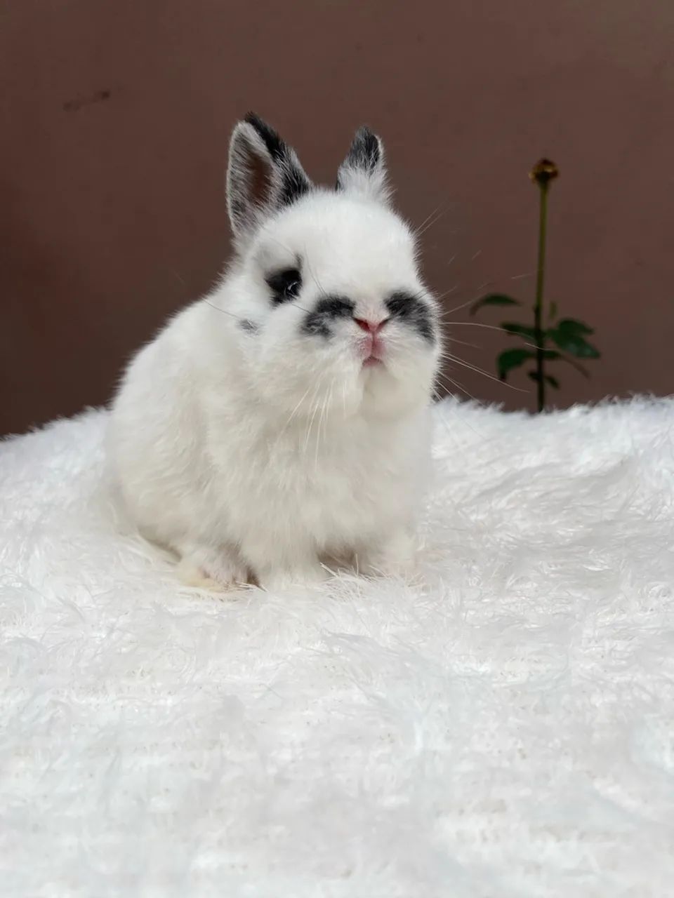Mini coelho - Foto 2