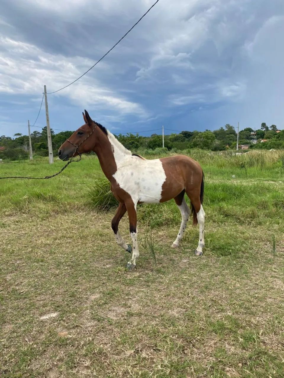 Potra pampa  - Foto 4