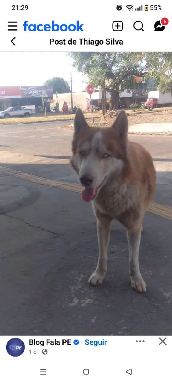 Adoção de cachorro Husky  - Foto 2