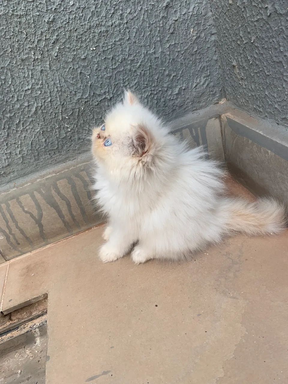 Gato persa  - Foto 2