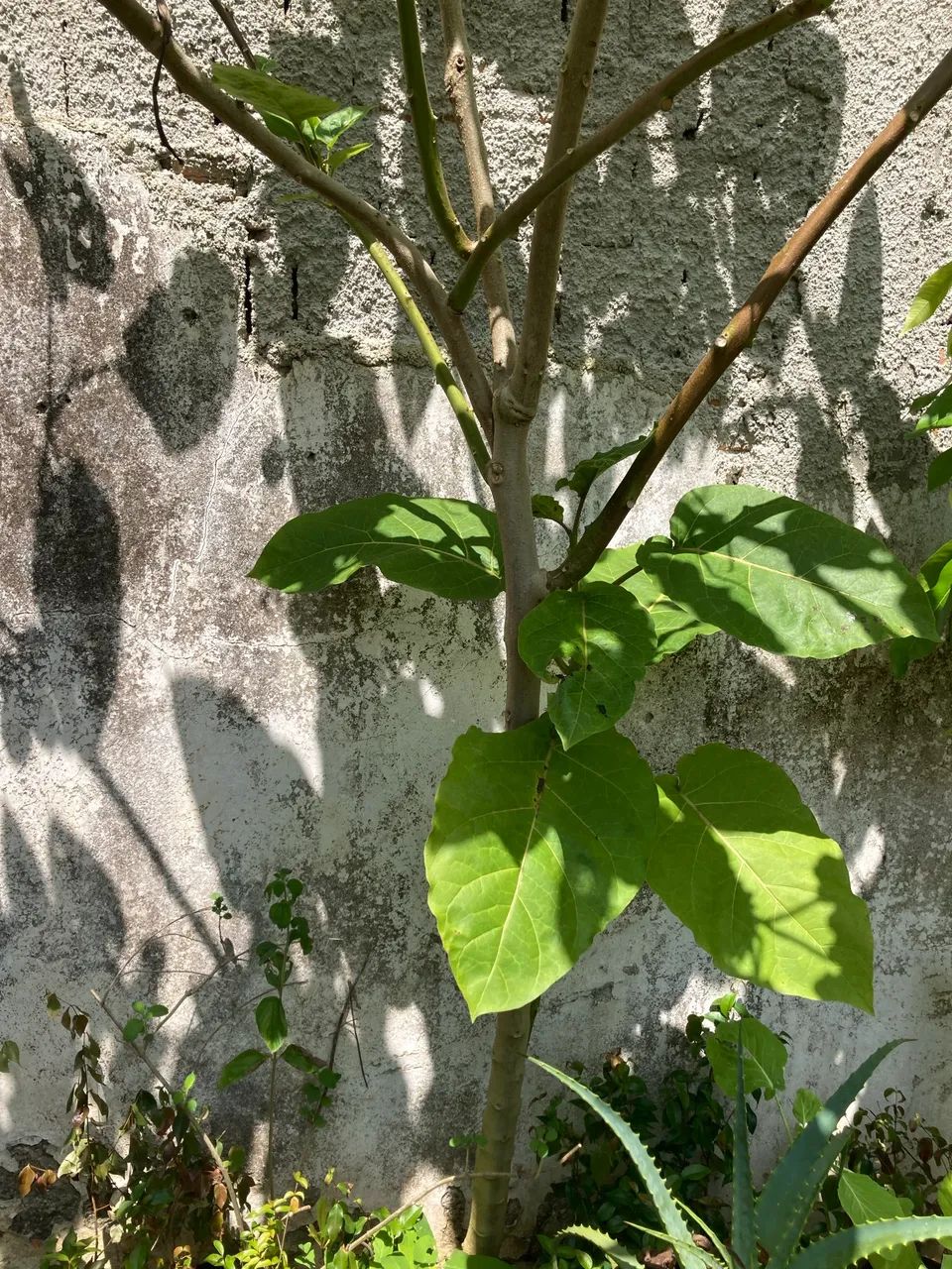 Vendo pé de tomate japonês produzindo. - Foto 4